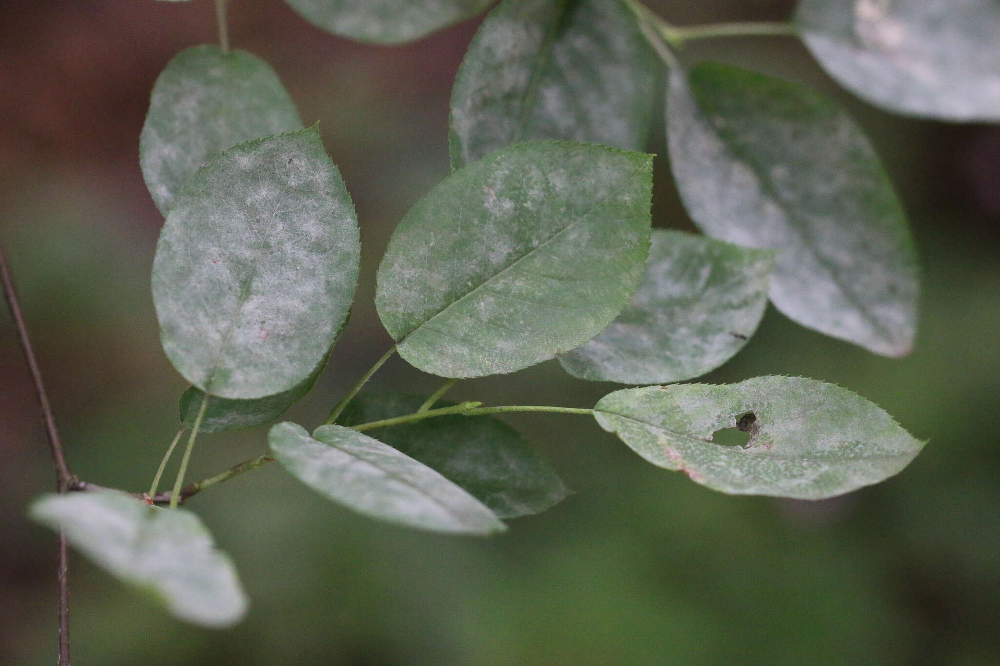 Podosphaera amelanchieris Maurizio 1927的圖片