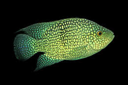 Image of Lowland cichlid