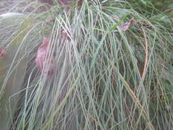 Image of sabaigrass