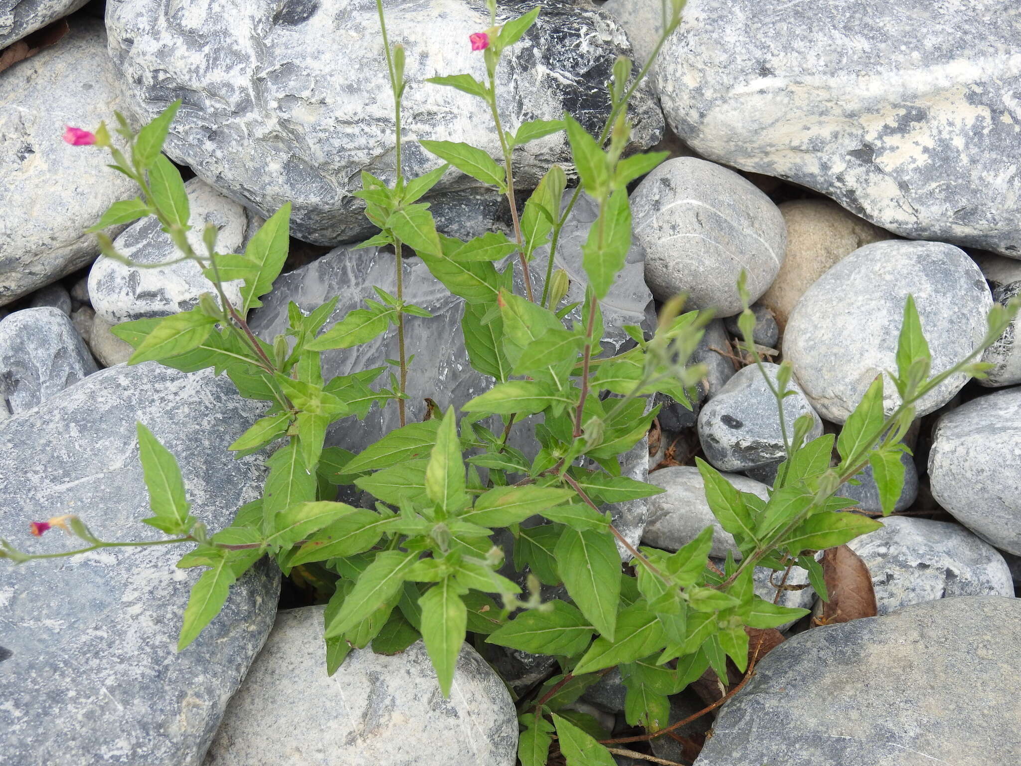 Image of rose evening primrose