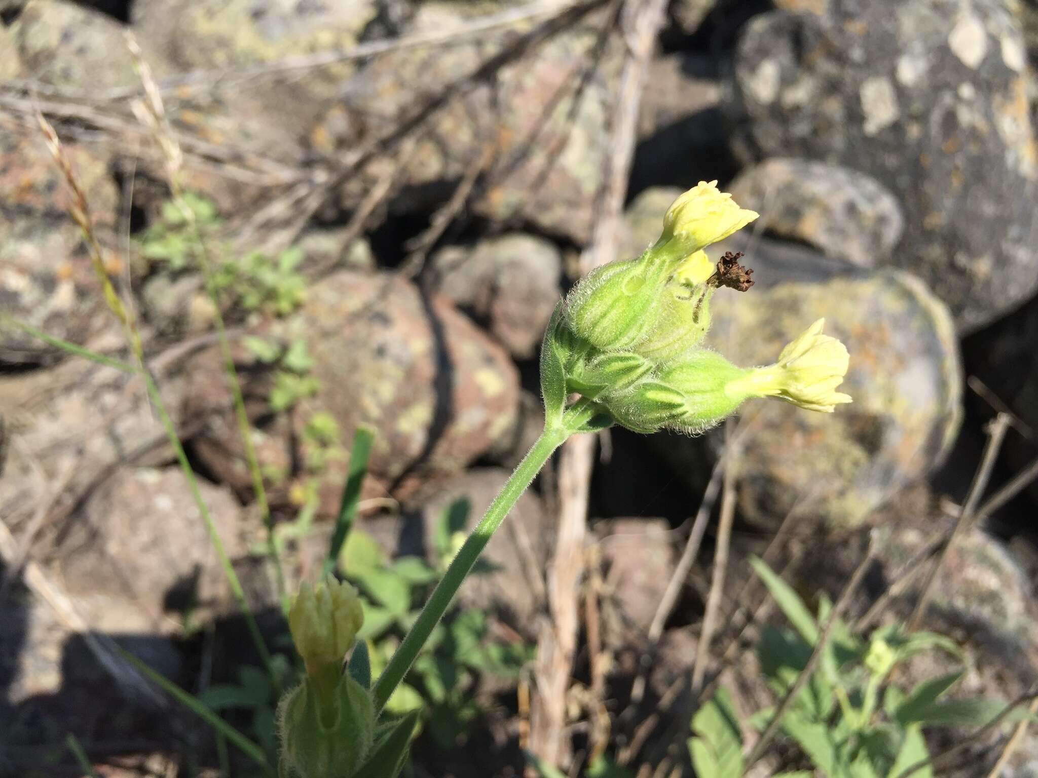 Plancia ëd Silene montbretiana Boiss.