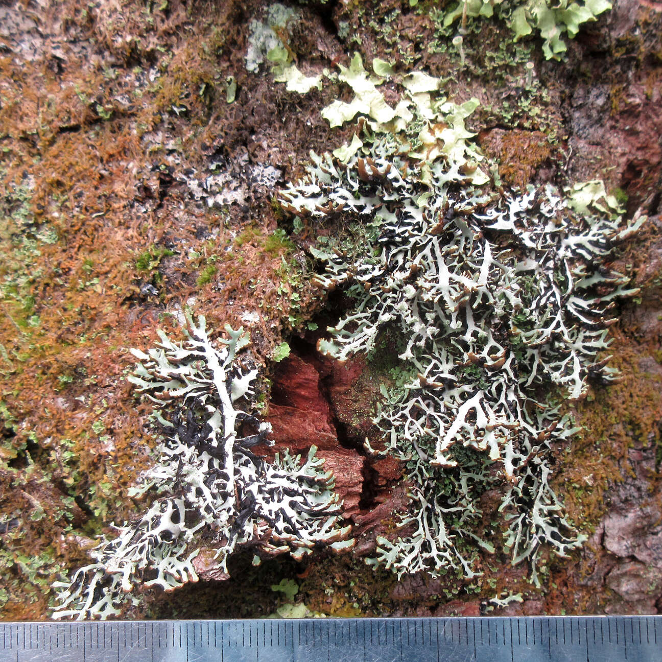 Image of Brownish monk's-hood lichen