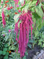 Imagem de Amaranthus caudatus L.