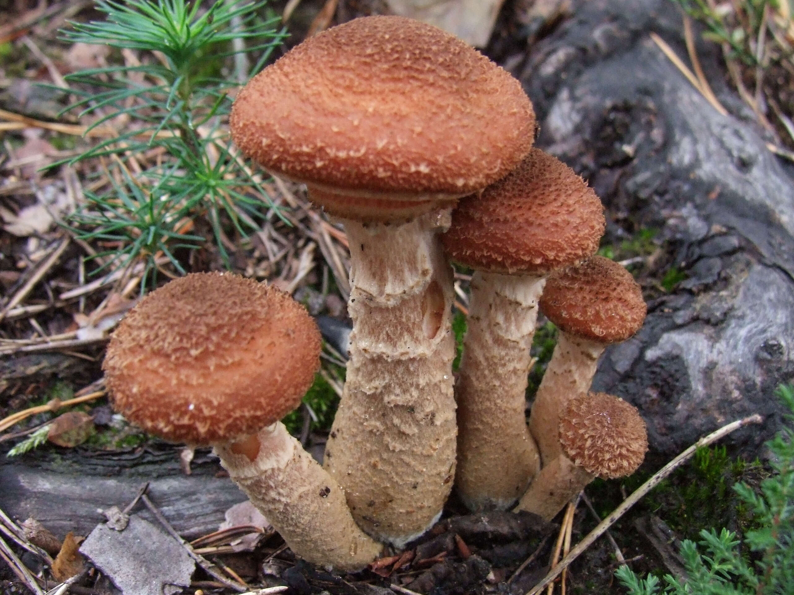 Image of Armillaria ostoyae (Romagn.) Herink 1973