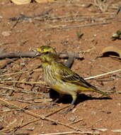 Image of Crithagra flaviventris damarensis (Roberts 1922)