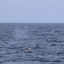 Image of Bryde's whale