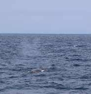 Image of Bryde's whale