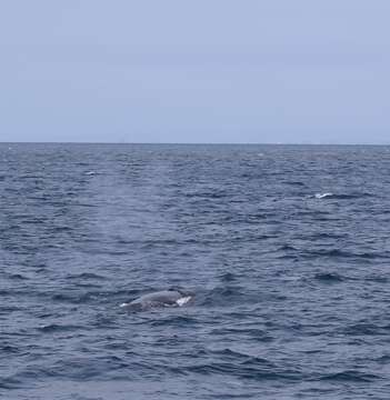 Image of Bryde's whale