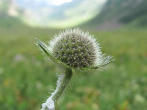 Image of Knautia involucrata Somm. & Lev.