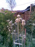 Image of garden onion