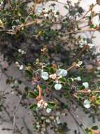 Image of Cryptandra parvifolia (Hook.) Hook. fil.