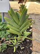 Image of Crassula perfoliata var. coccinea (Sweet) Rowley