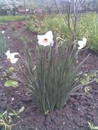 Image of Pheasant's-eye narcissus