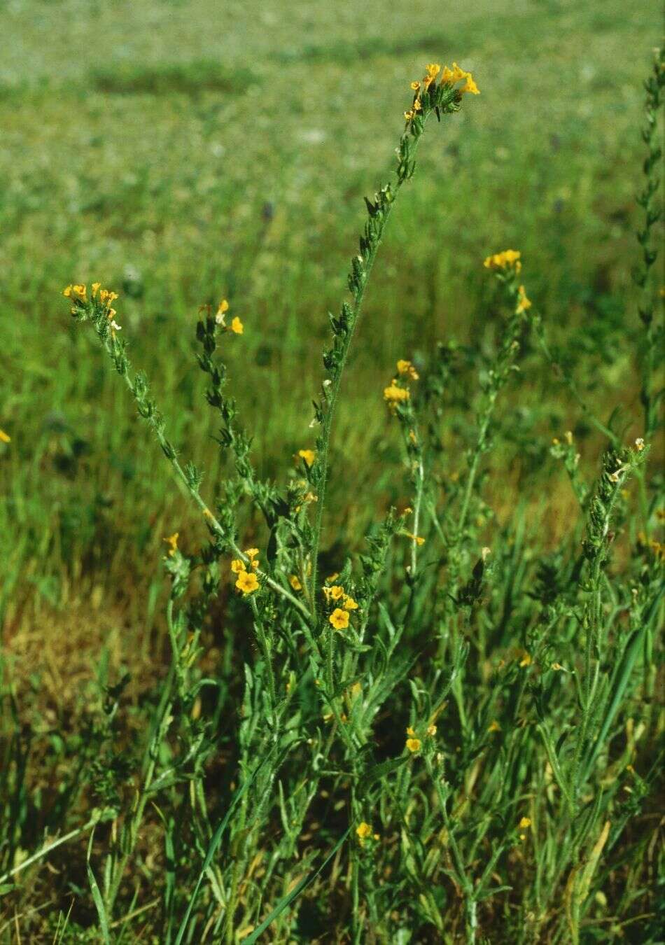 Image of Menzies' fiddleneck