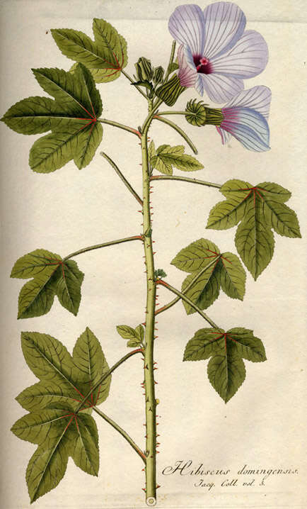 Image of rosemallow