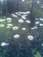 Image of Oxeye Daisy