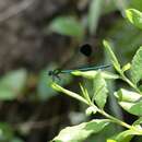 Image of Sparkling Jewelwing