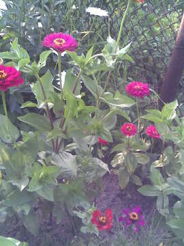 Image of ELEGANT ZINNIA