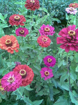 Image of ELEGANT ZINNIA