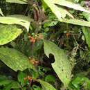 Image of Besleria robusta Donn. Sm.