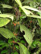 Image de Besleria robusta Donn. Sm.