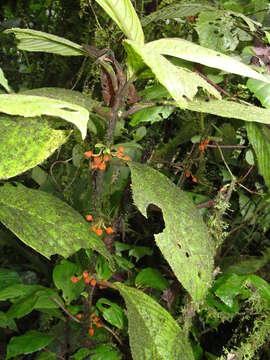 Image of Besleria robusta Donn. Sm.