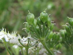 Heracleum chorodanum (Hoffm.) DC.的圖片