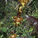 Image of Oncidium luteopurpureum (Lindl.) Beer