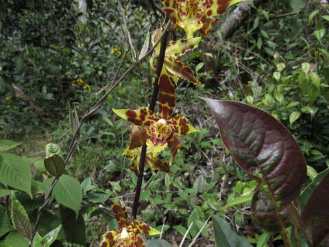 Image of Oncidium luteopurpureum (Lindl.) Beer