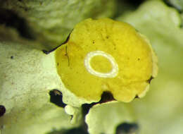 Image of Flavoparmelia haysomii (C. W. Dodge) Hale