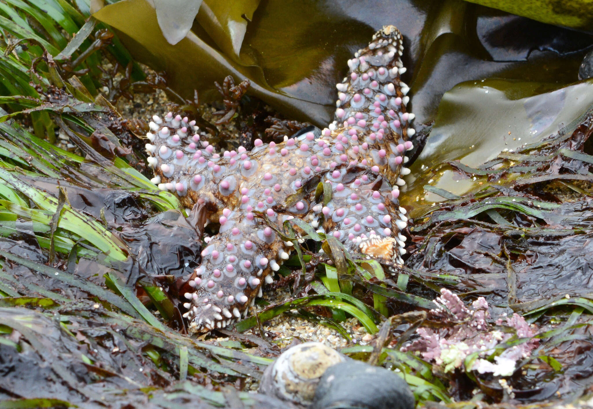 Image of Giant seastar