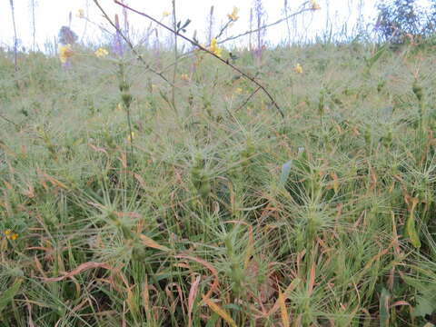 Image of ovate goatgrass