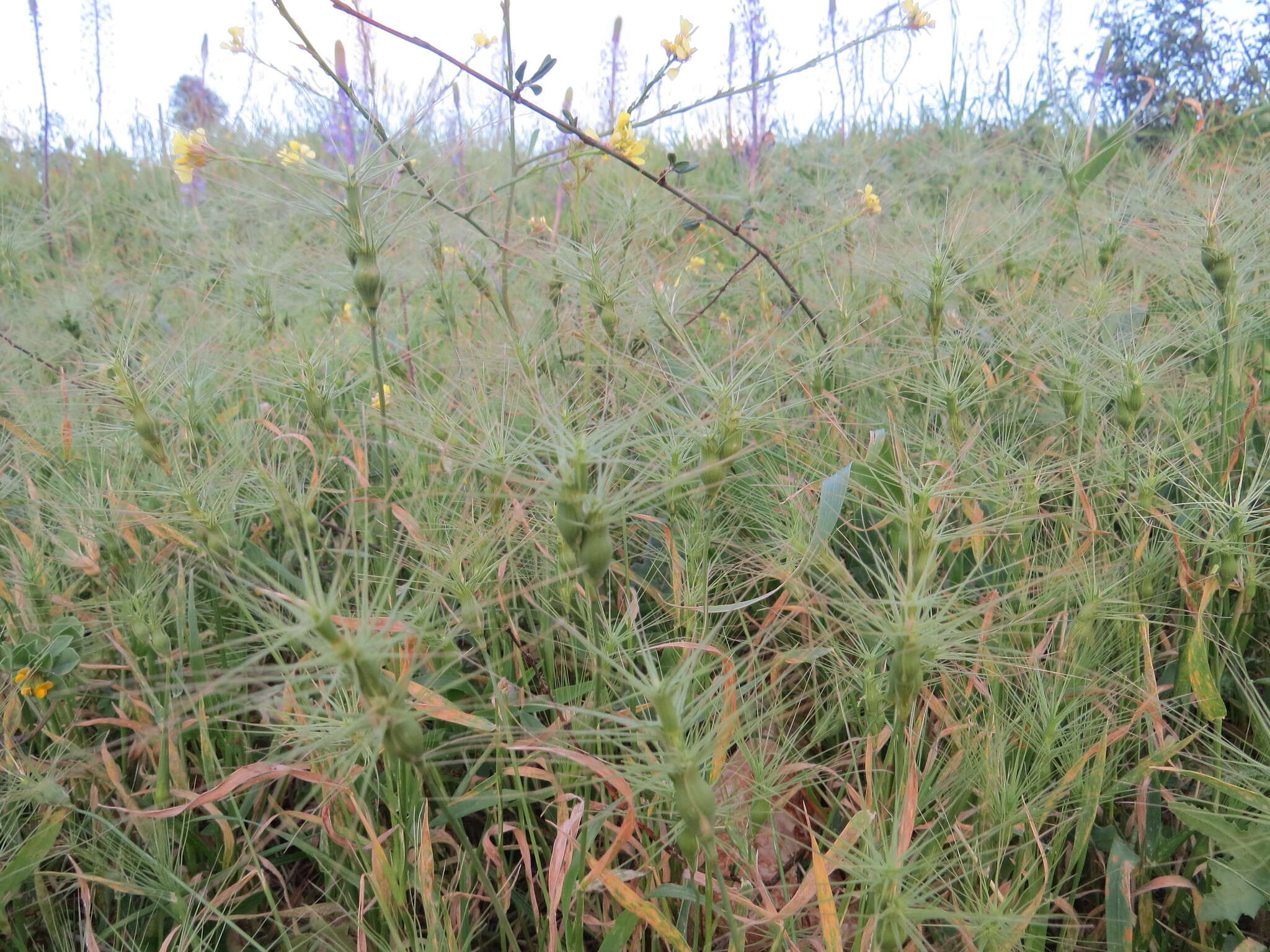 Image of ovate goatgrass