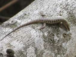 Image of Big Tree Skink