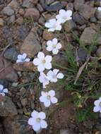 Image of flax