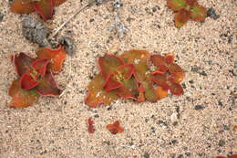 Image of common iceplant