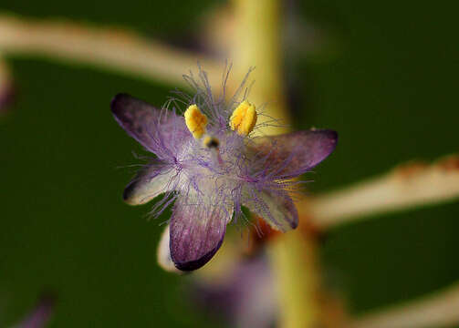 Image of Palisota ambigua (P. Beauv.) C. B. Clarke