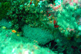 Image of Brown Sea Cucumber