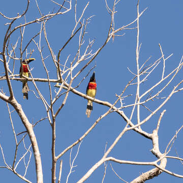 Image of Eastern Red-necked Araçari