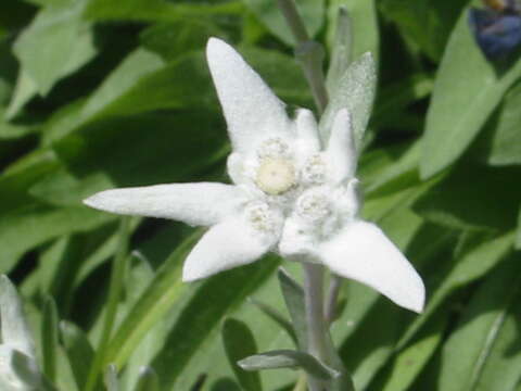 Image of edelweiss