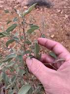 Image of Cienfuegosia australis (F. Müll.) K. Schum.