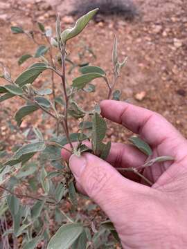 صورة Cienfuegosia australis (F. Müll.) K. Schum.