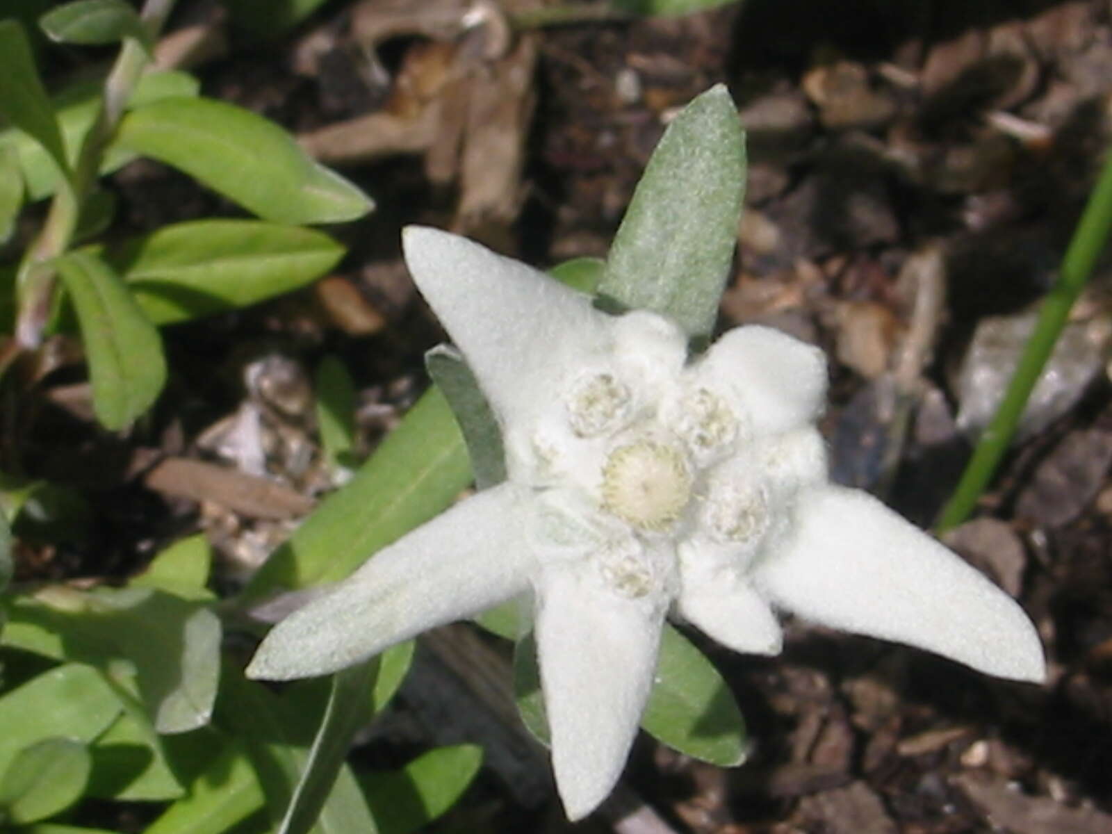 Image of edelweiss