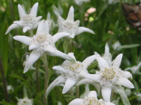 Image of edelweiss