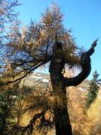 Image of European Larch