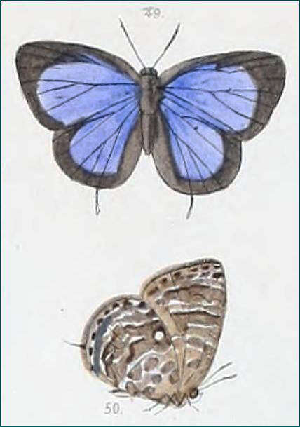 Image of Arhopala ammon (Hewitson 1862)