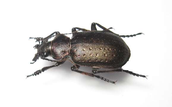 Imagem de Calosoma (Charmosta) investigator (Illiger 1798)