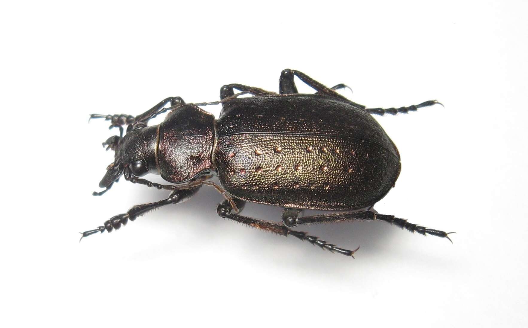 Imagem de Calosoma (Charmosta) investigator (Illiger 1798)