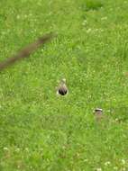 Image of Black-winged Lapwing