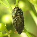 Image of Acmaeodera resplendens Van Dyke 1937